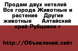 Продам двух нетелей - Все города Животные и растения » Другие животные   . Алтайский край,Рубцовск г.